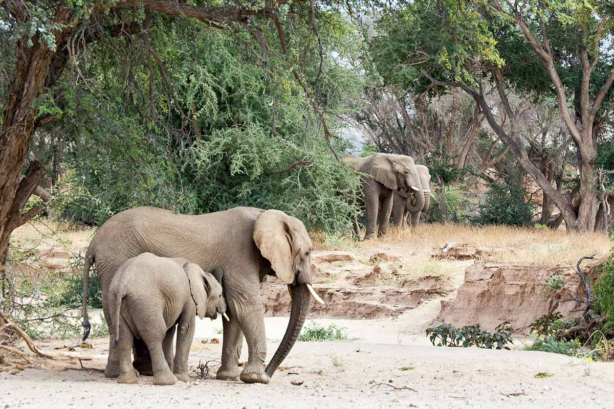 Afrikanischer Elefant – Riesen brauchen Hilfe im Dschungel!