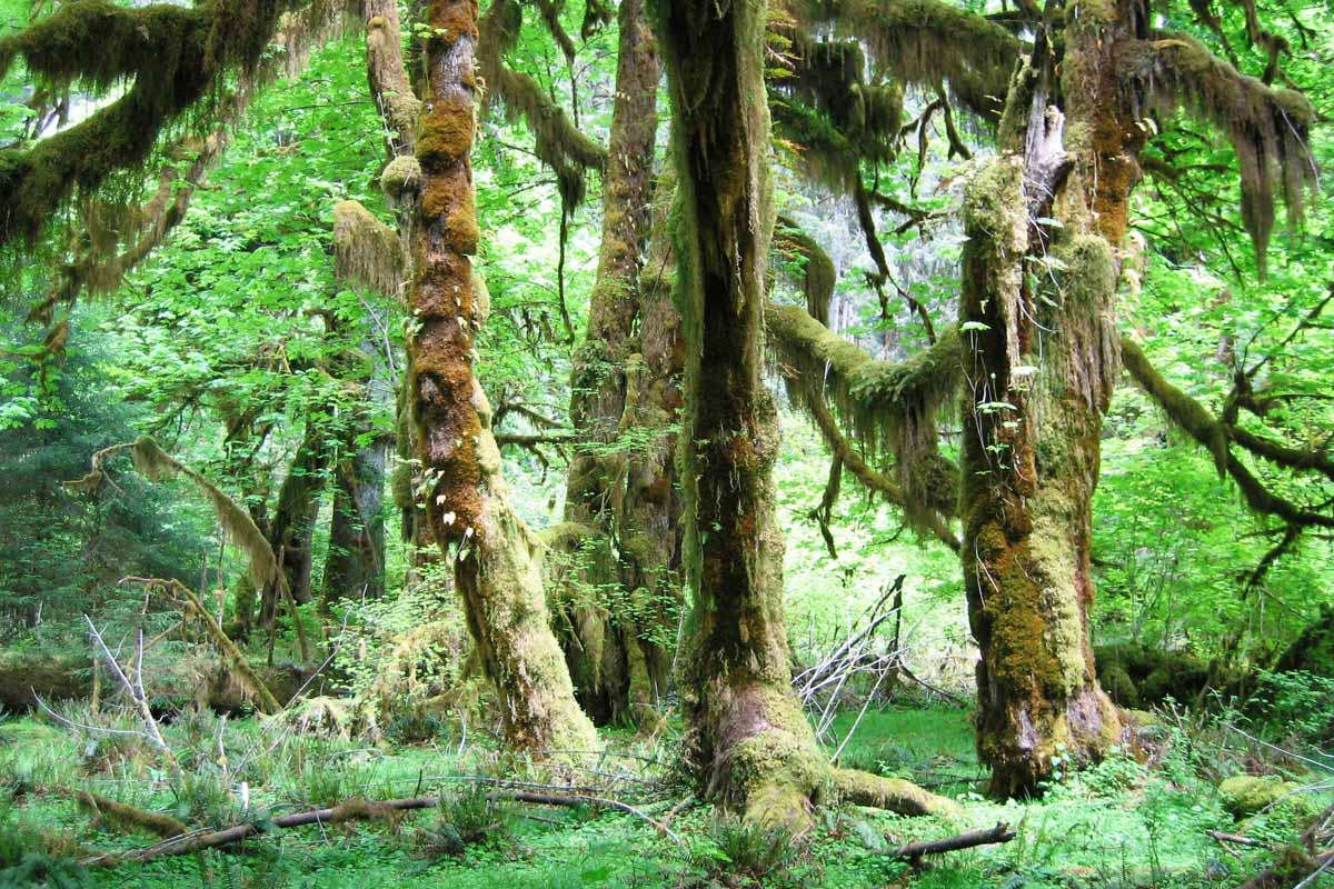 Regenwald-Rhythmen – Leben in der grünen Wildnis