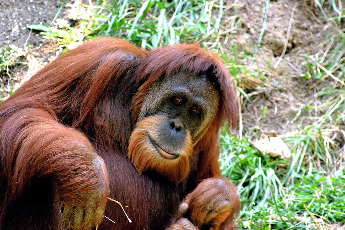 Sumatra-Orang-Utan – Unsere frechen Freunde brauchen Hilfe im Dschungel